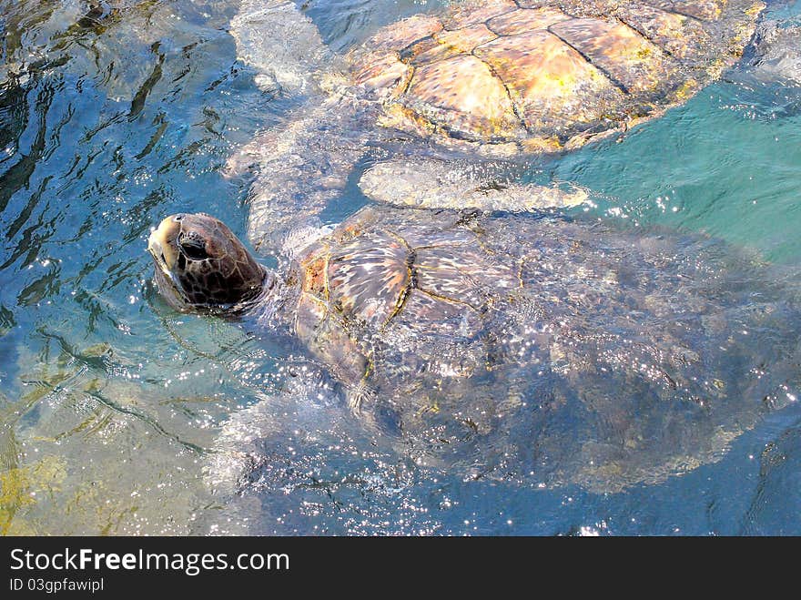 Turtules swimming in the water outdoors. Turtules swimming in the water outdoors.