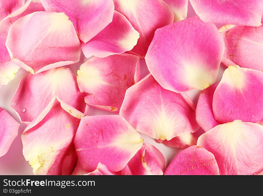 Lobe of Pink Rose