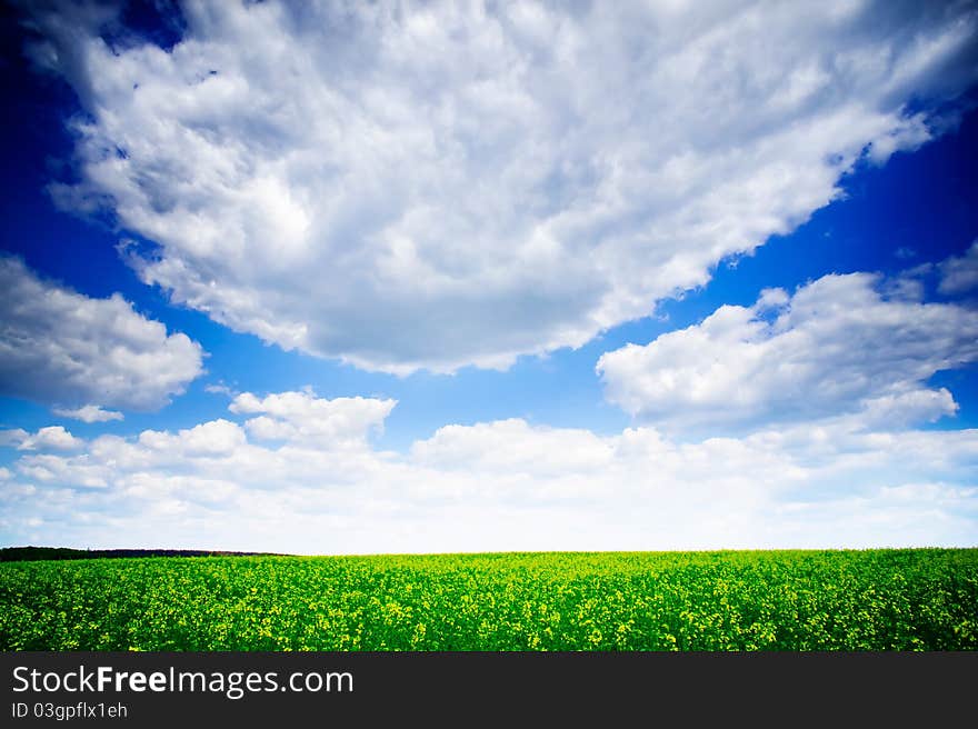 Beautiful field of rapeseeds by springtime.