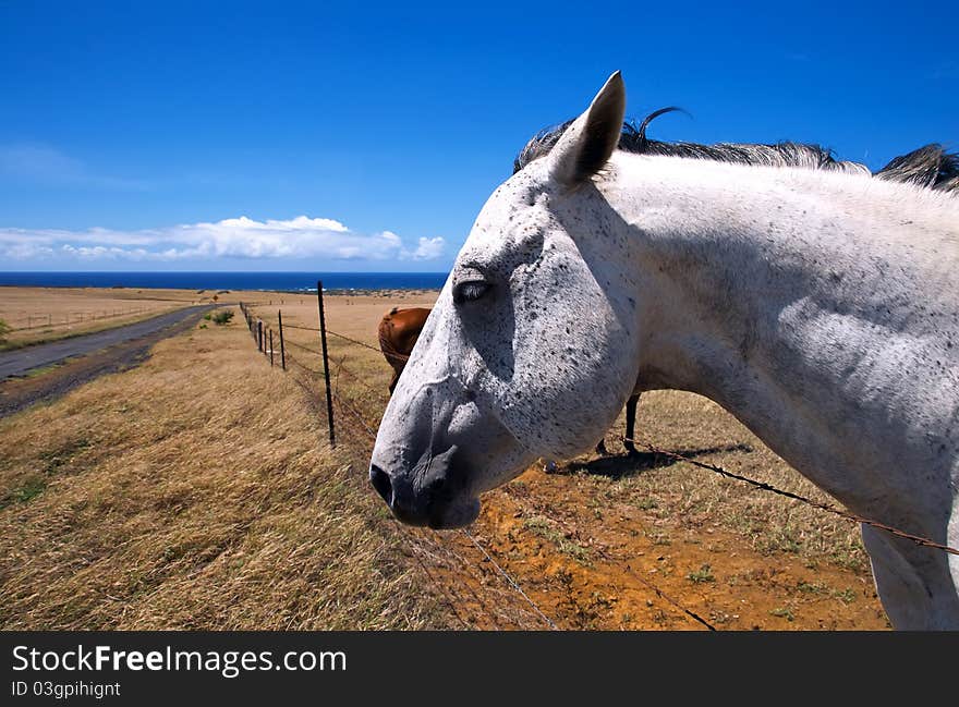 Horse In Field