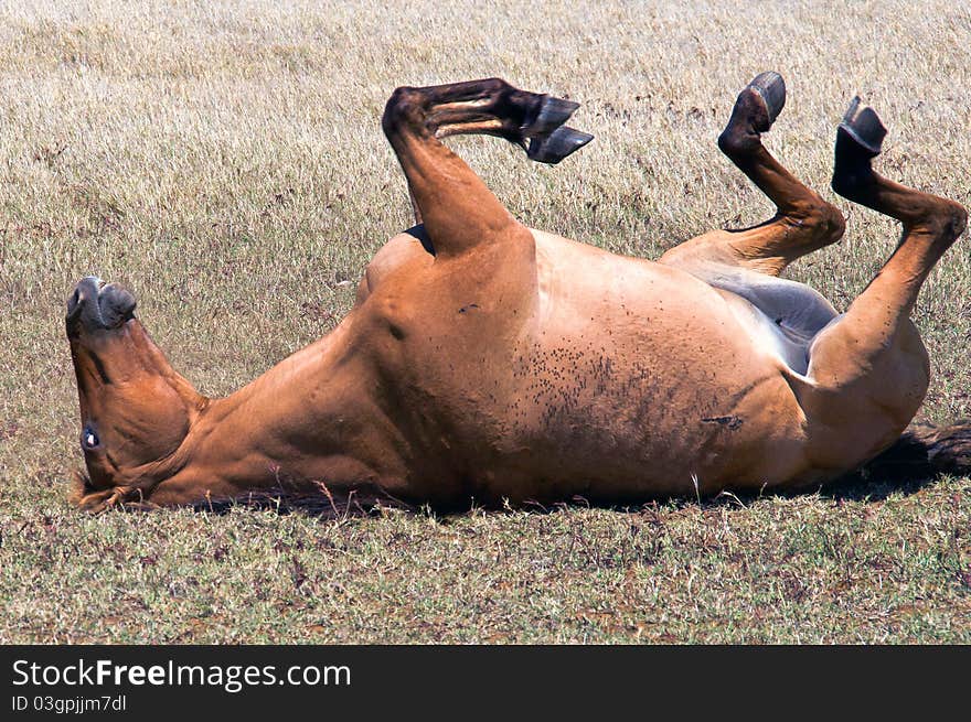 Horse playing in a field, South Point, Hawaii