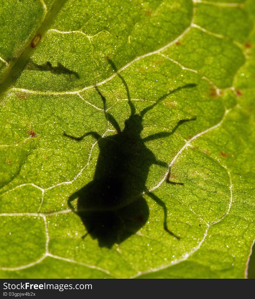 Shadow of a beetle on a leaf