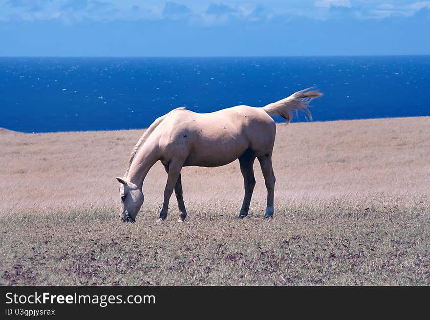 Horse grazing