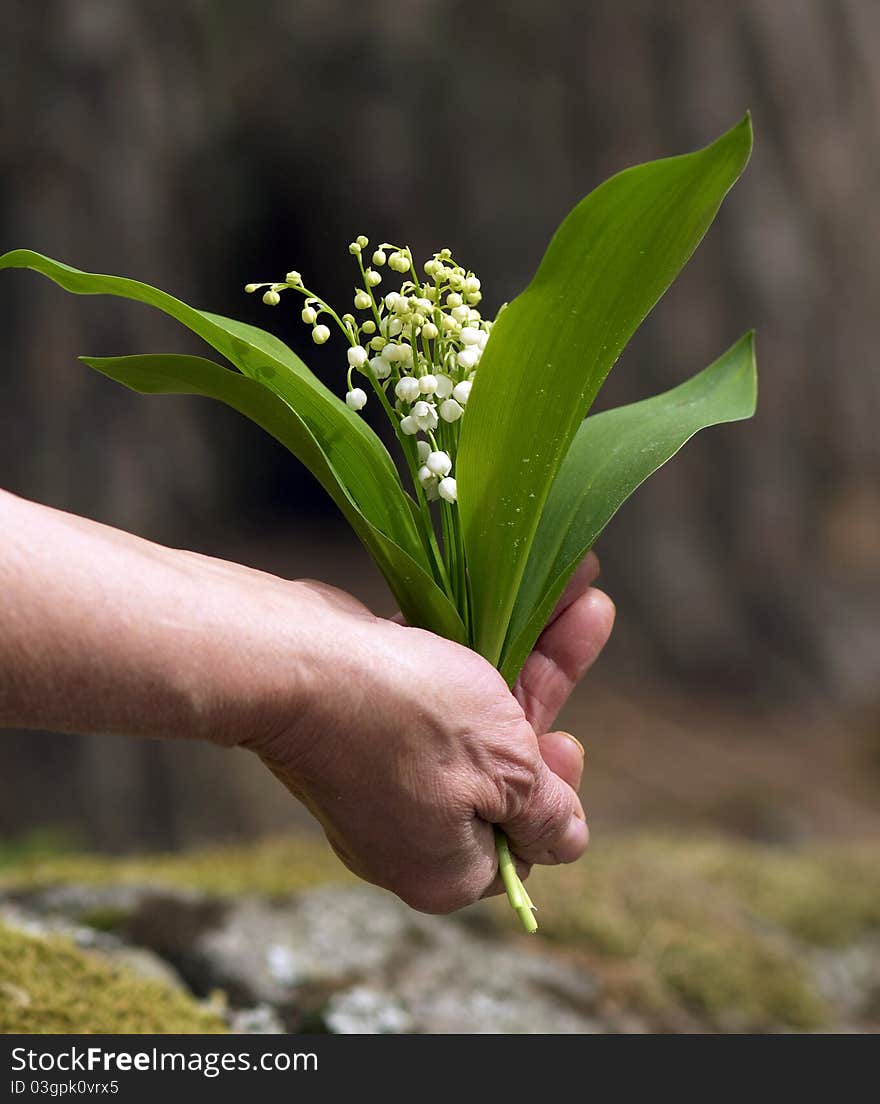 Lily of the valley