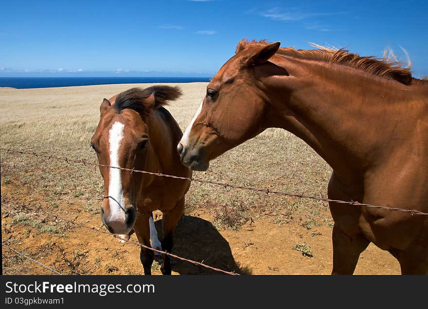 Horses In A Field