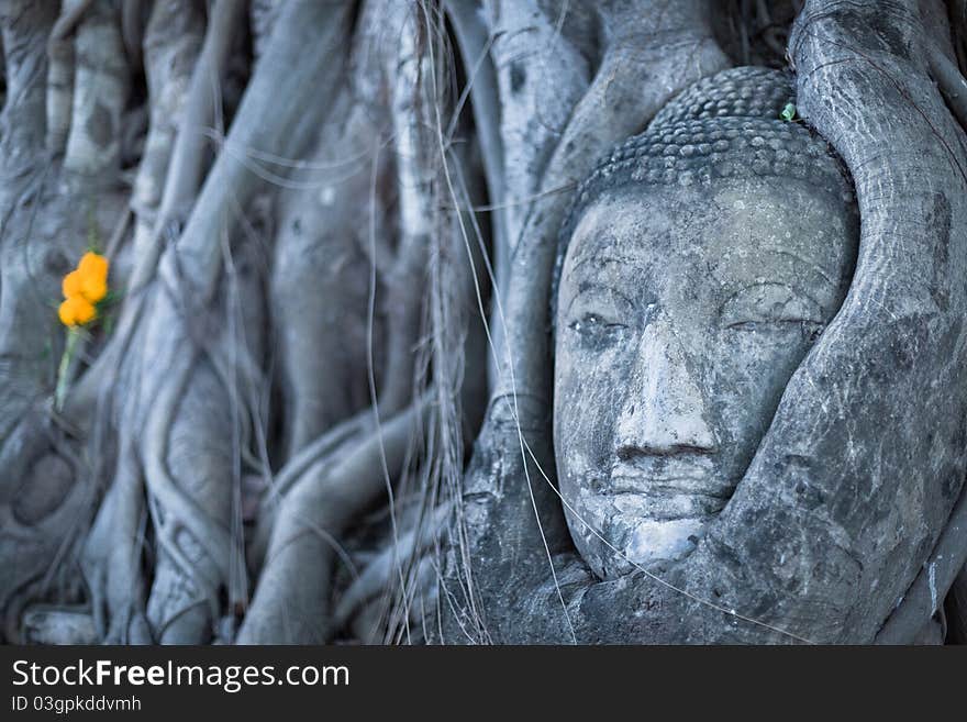 Buddha head embraced by ancient tree. Buddha head embraced by ancient tree