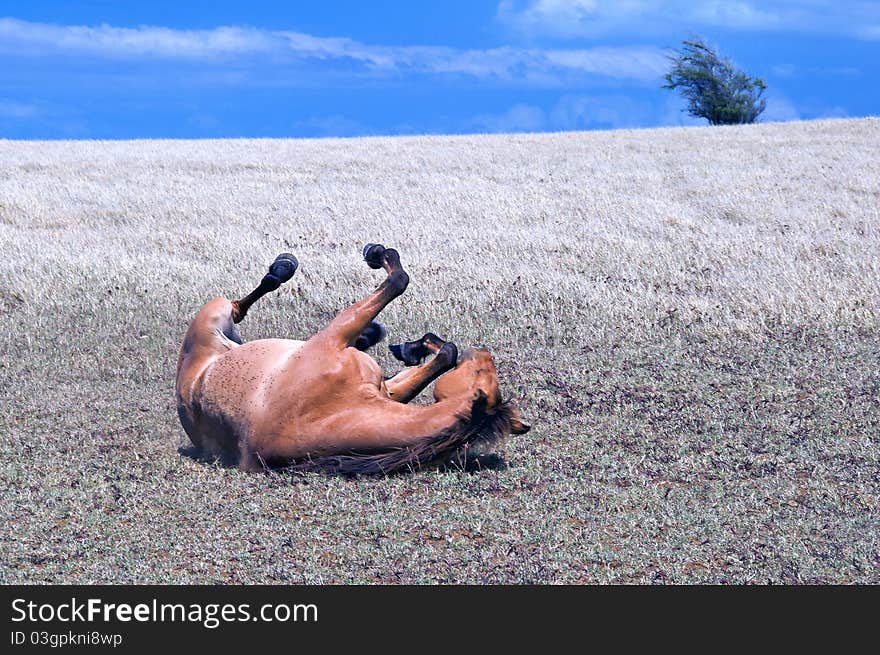 Horse playing, South Point, Hawaii