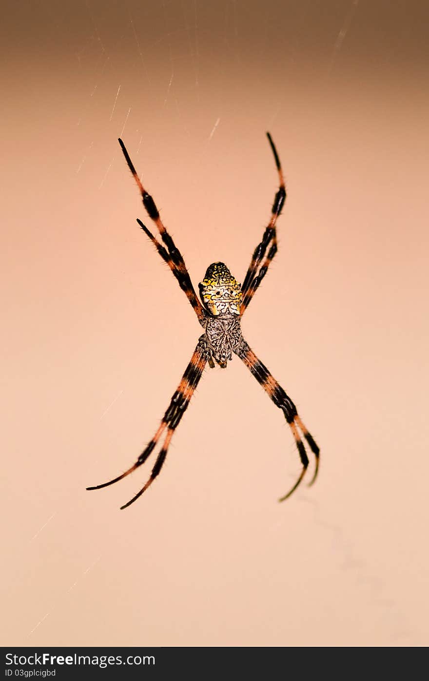 A banana spider, Big Island, Hawaii