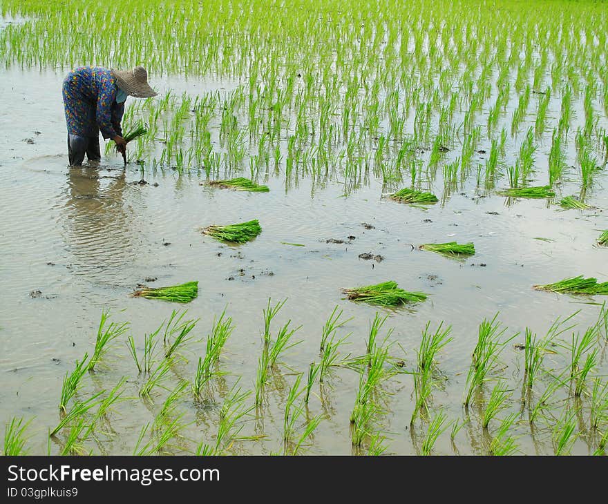 Woman paddy work at asia country