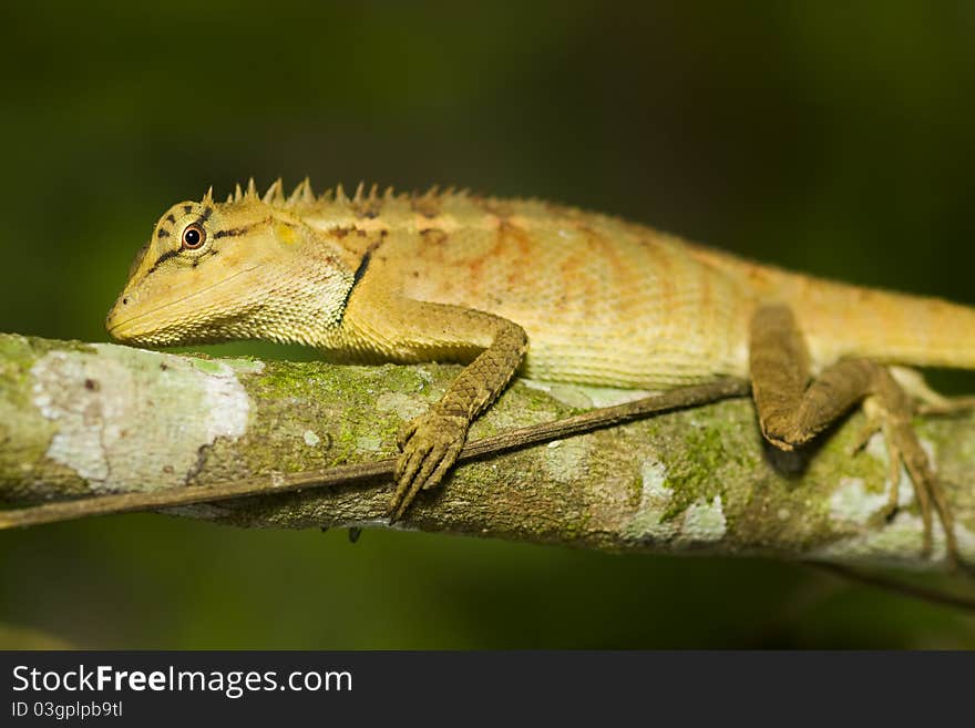 Nature lizard still on branch