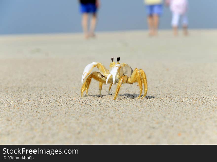 Ghost Crab On The Beach