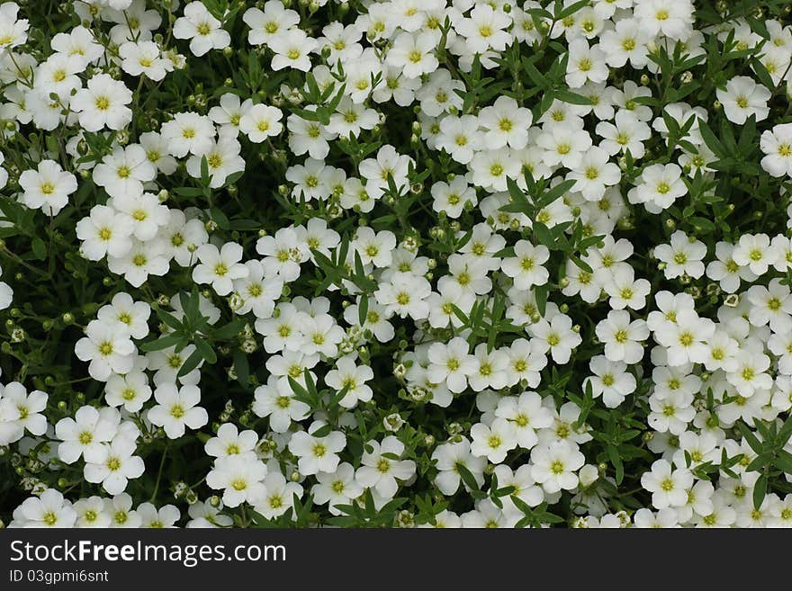 Carpet of white flowers