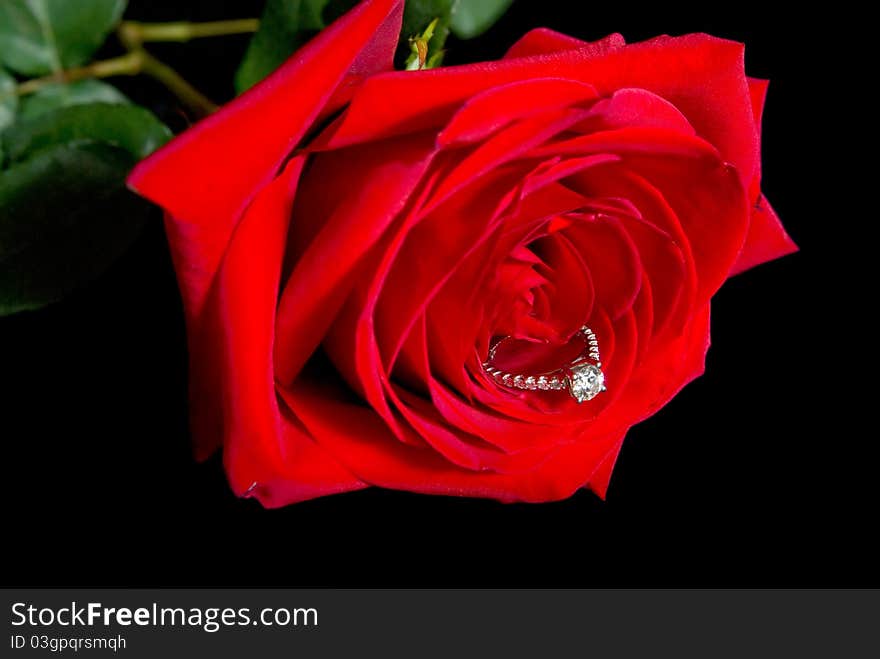 Diamond engagement ring in red rose. Diamond engagement ring in red rose