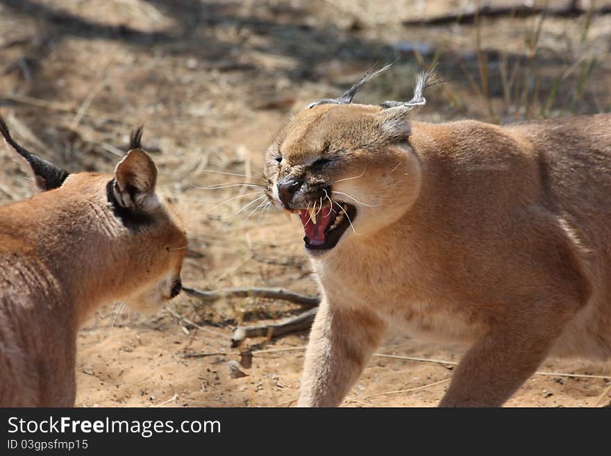 Caracal Fight