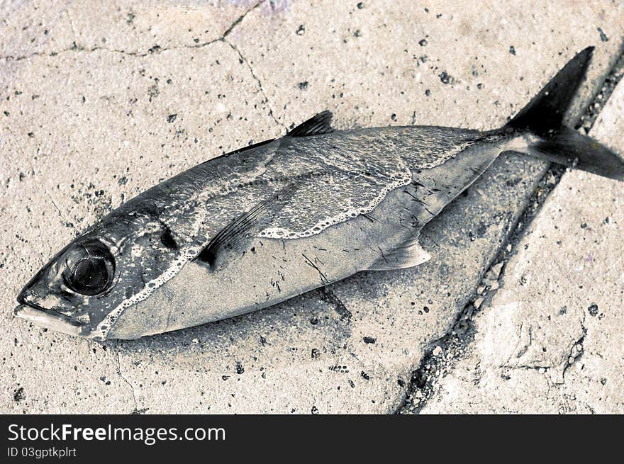 Conceptual photo of fish containing shore waves