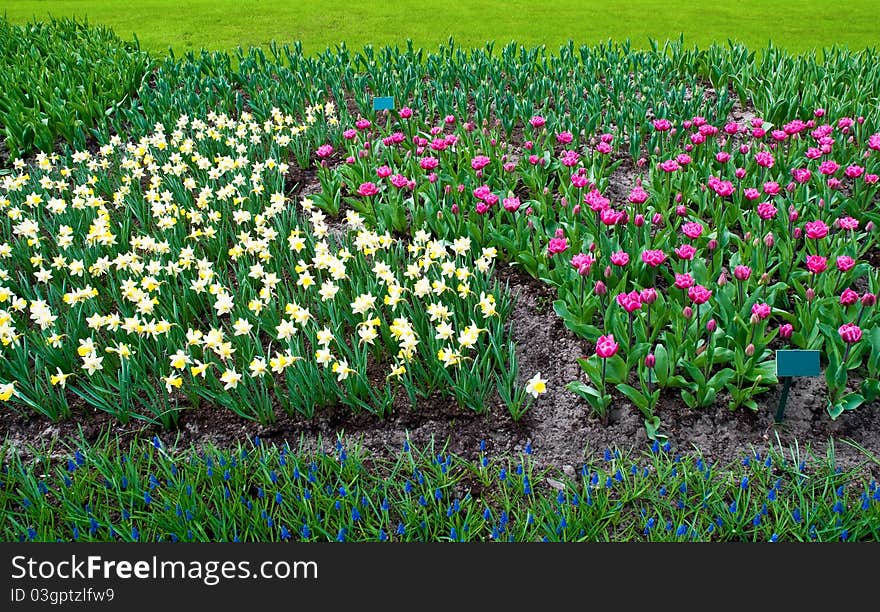 Spring time in park with blooming tulips and common grape hyacin . Spring time in park with blooming tulips and common grape hyacin .