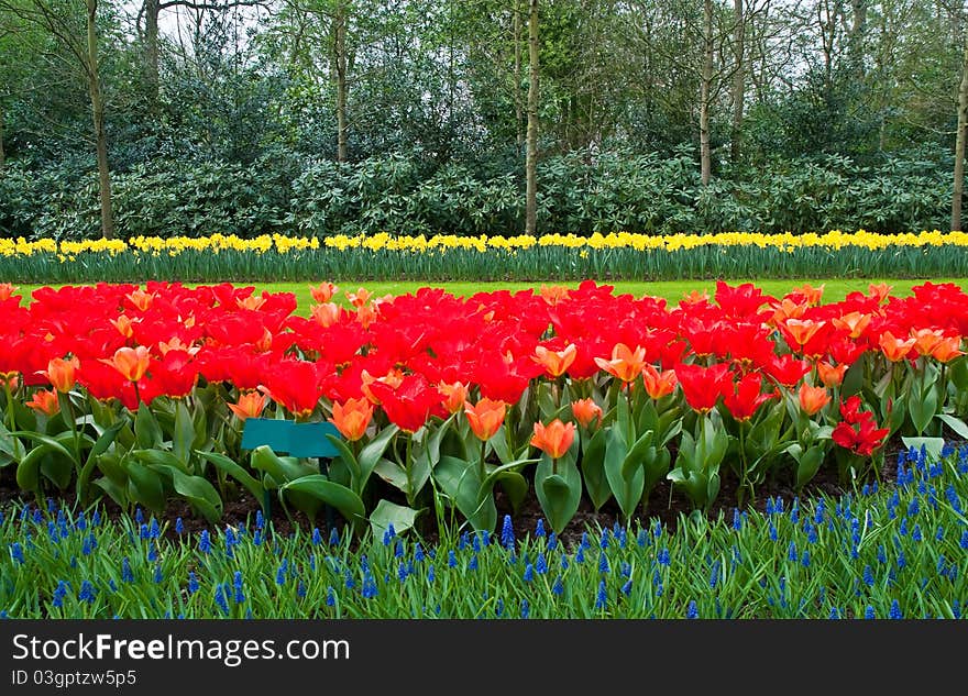 Spring time in park with blooming tulips and common grape hyacin . Spring time in park with blooming tulips and common grape hyacin .