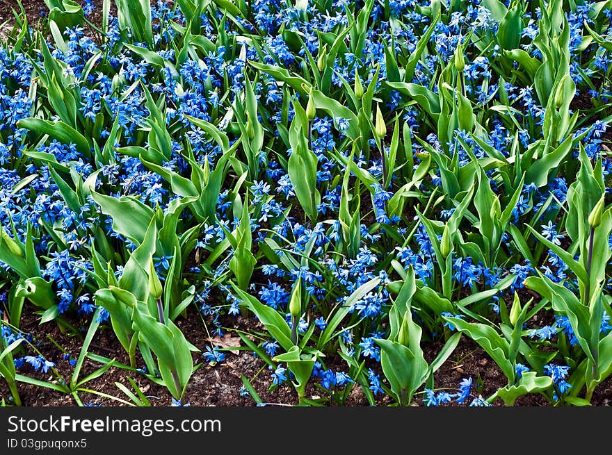 Field full with purple Hyacinths in Holland .