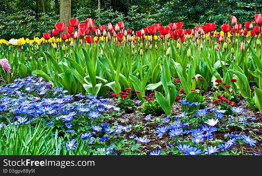 Triumph tulip in Keukenhof Gardens, Lisse, Netherlands . Triumph tulip in Keukenhof Gardens, Lisse, Netherlands .