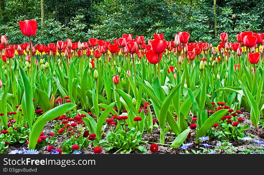 Spring time in park with blooming tulips  .