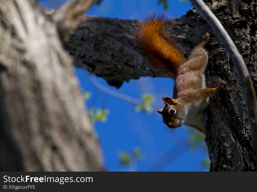 Red Squirrel climbing down a tree.