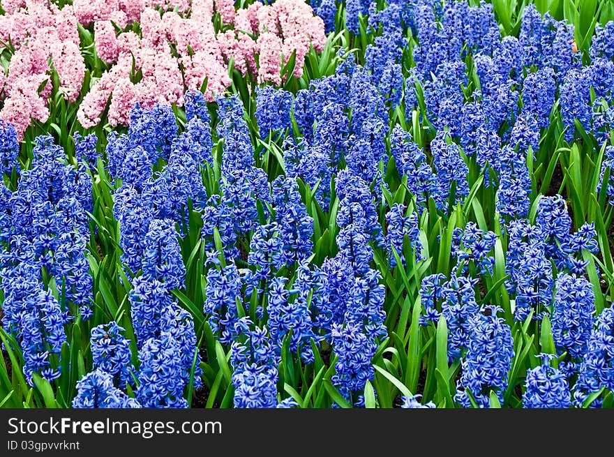 Hyacinths Growing In Field In Holland.