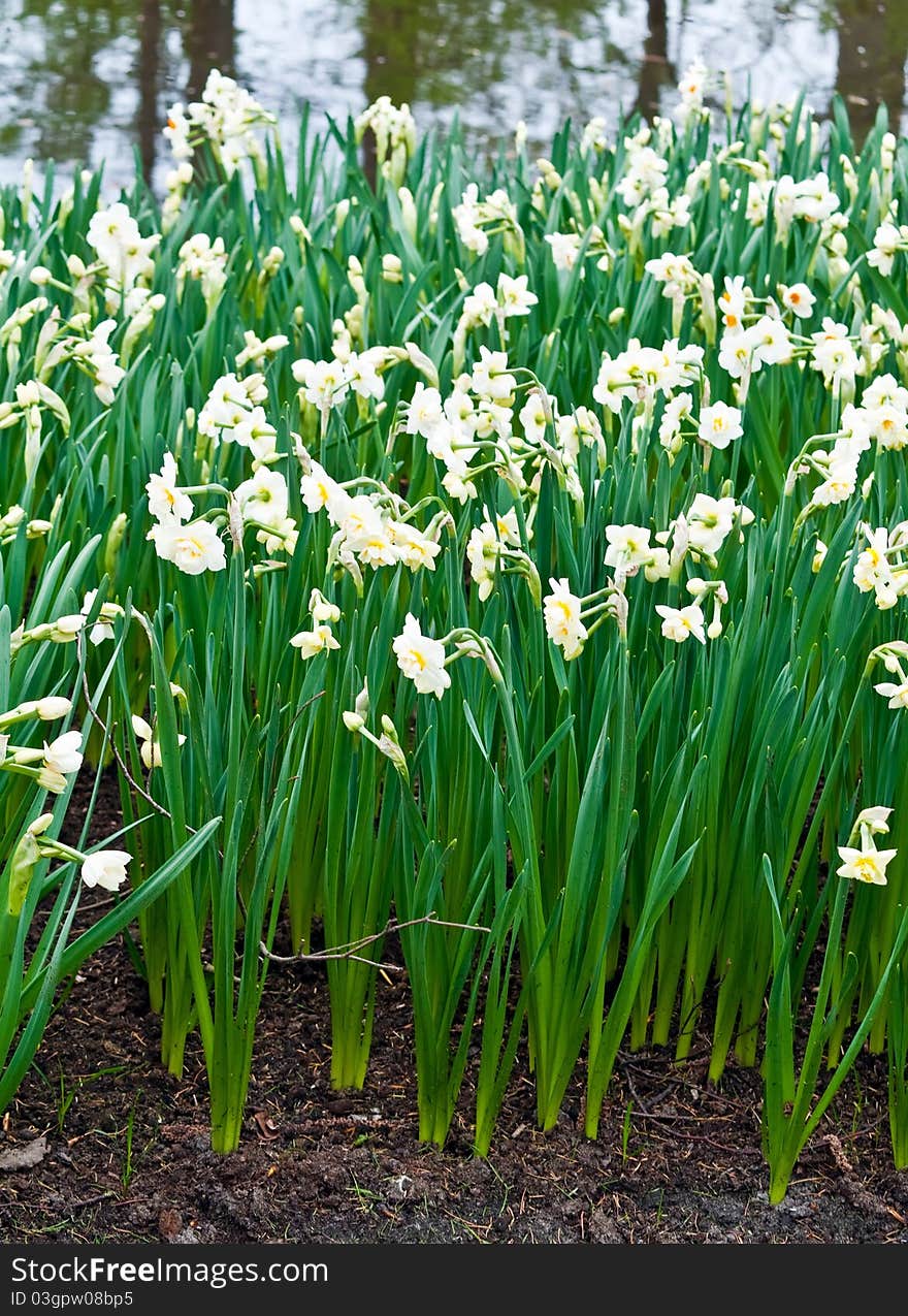 Daffodils in Keukenhof Gardens, Lisse, Netherlands . Daffodils in Keukenhof Gardens, Lisse, Netherlands .