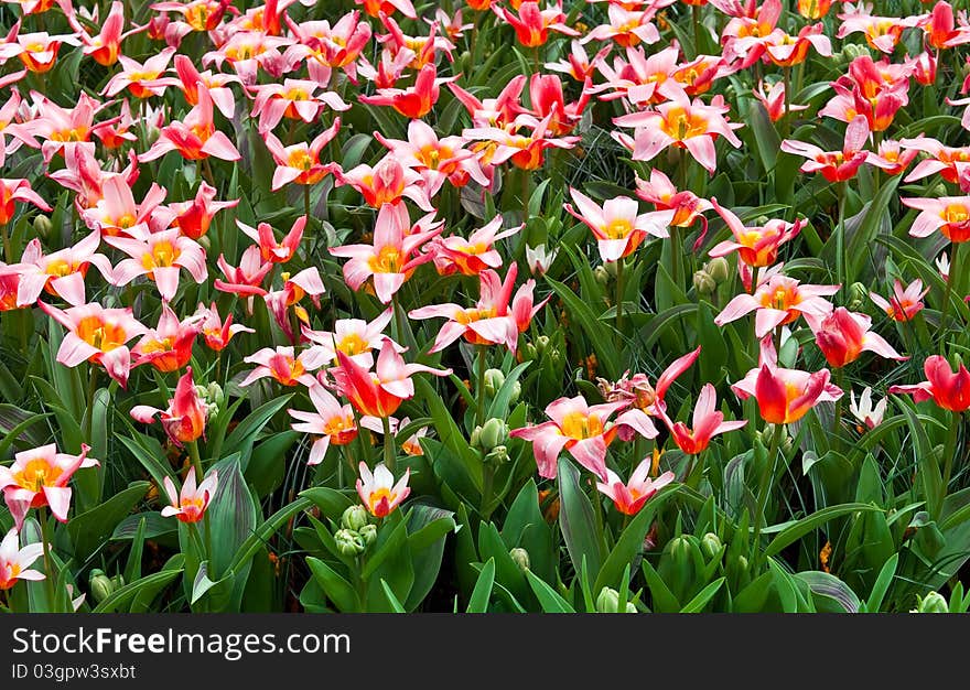 Pink tulips in a field .