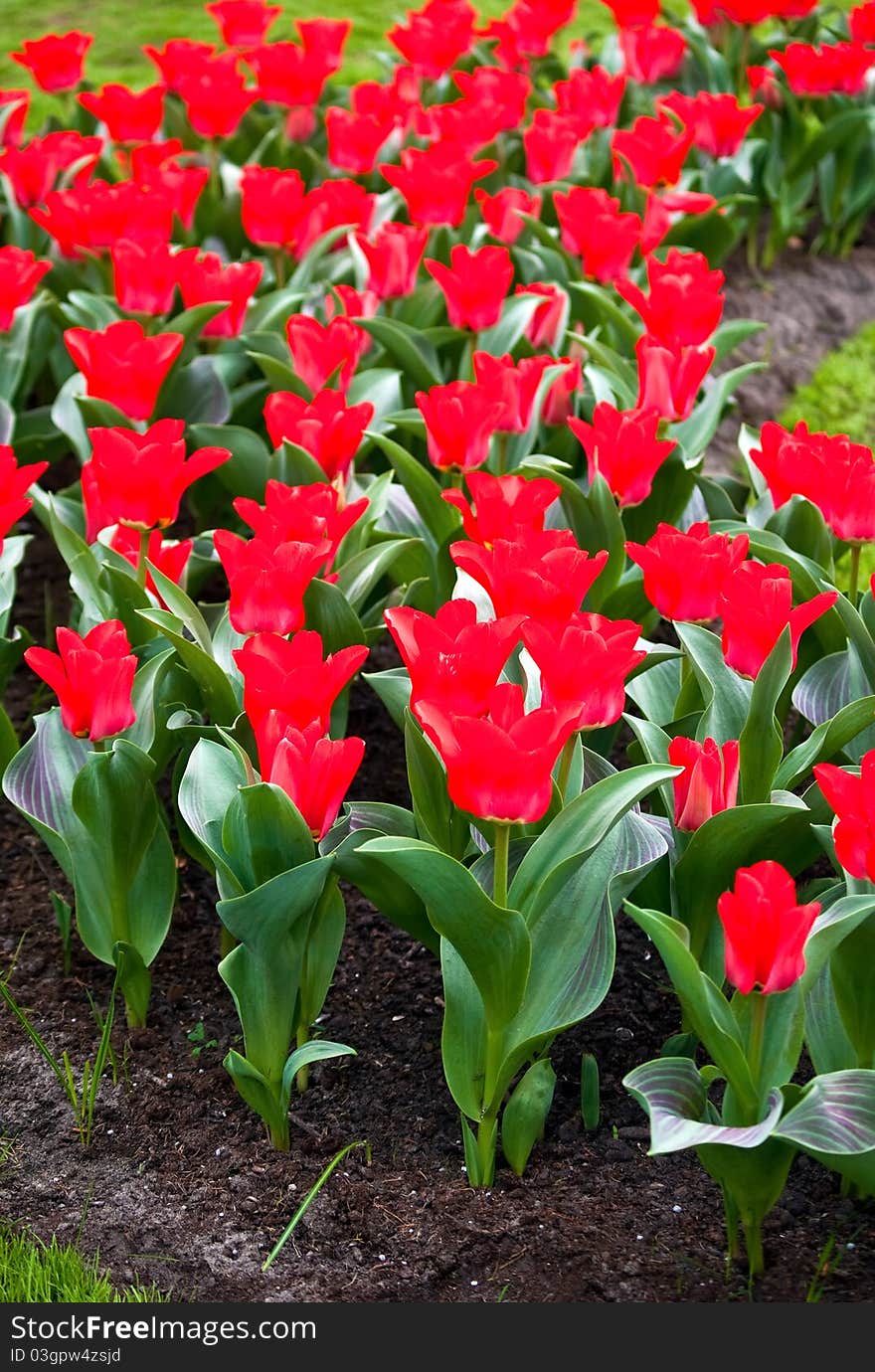 Field full of red tulips in bloom . Field full of red tulips in bloom .