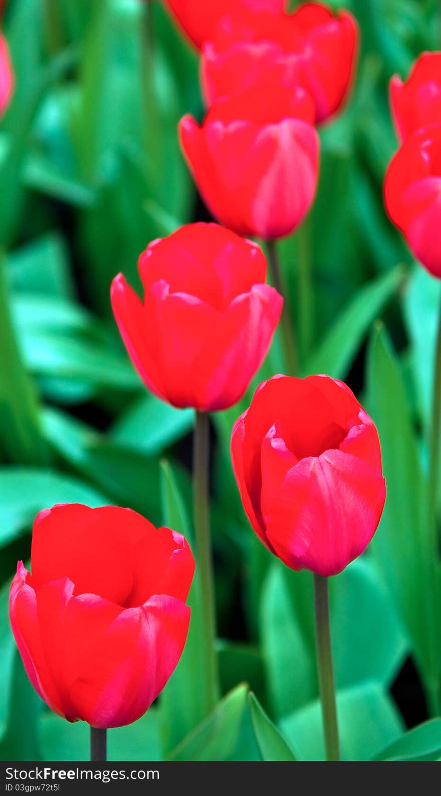 Field full of red tulips in bloom . Field full of red tulips in bloom .