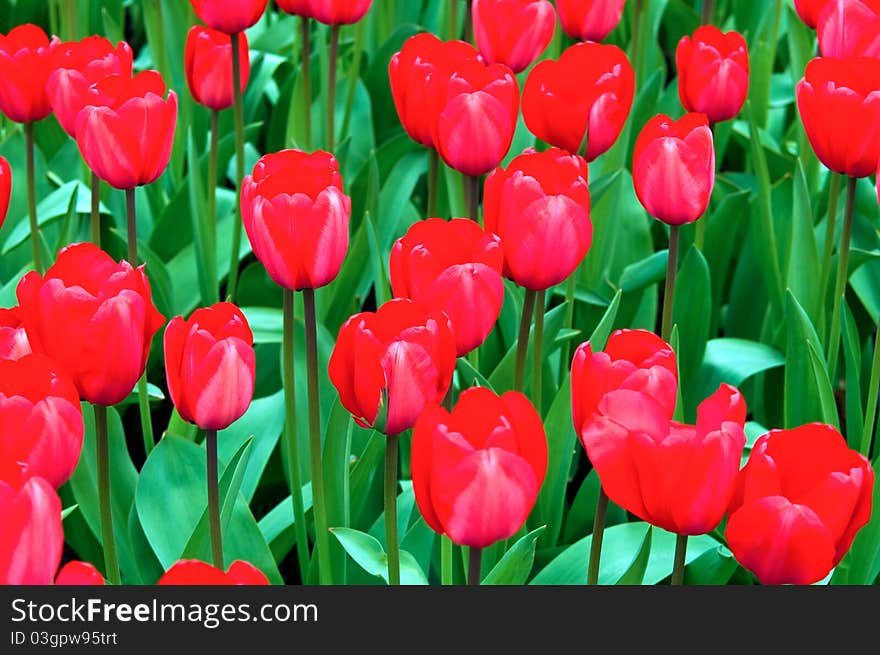 Field full of red tulips in bloom . Field full of red tulips in bloom .