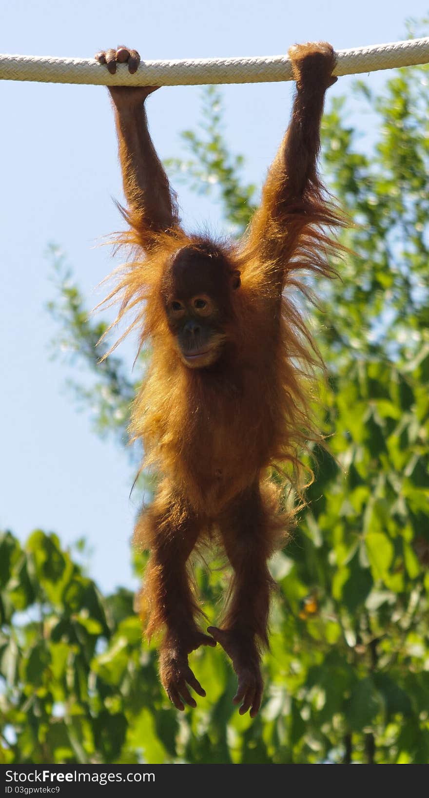 Baby Orangutan Hanging