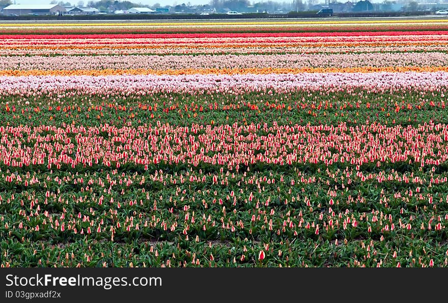 A spring field with red tulips somewhere in the Netherlands . A spring field with red tulips somewhere in the Netherlands .