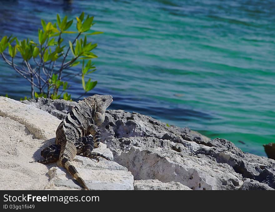 Iguana