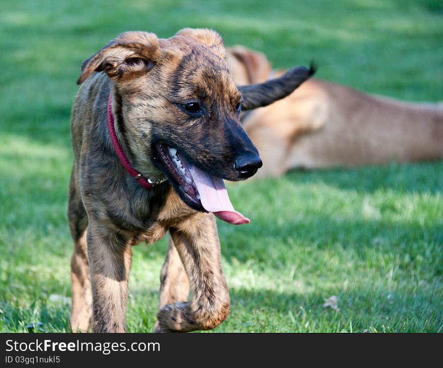 Happy Tongue Lolling Puppy