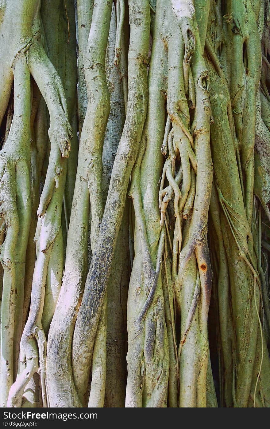 Tree roots. Natural background. Close-up