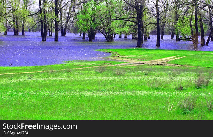 A spring landscape. The flooded trees