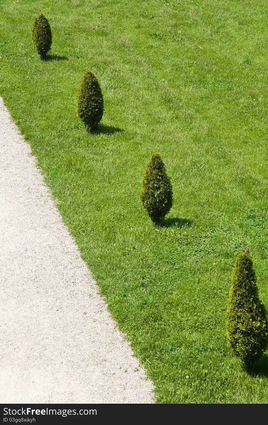 Tuia trees in the grass