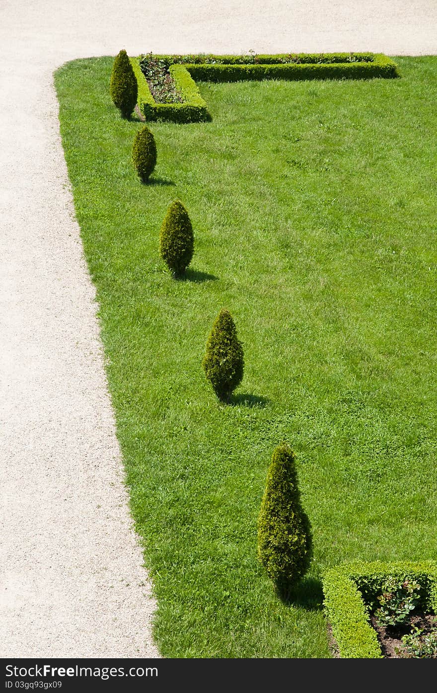 Tuia trees in the grass