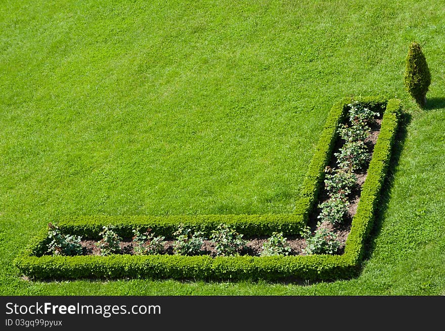 Buxus Hedge In The Grass