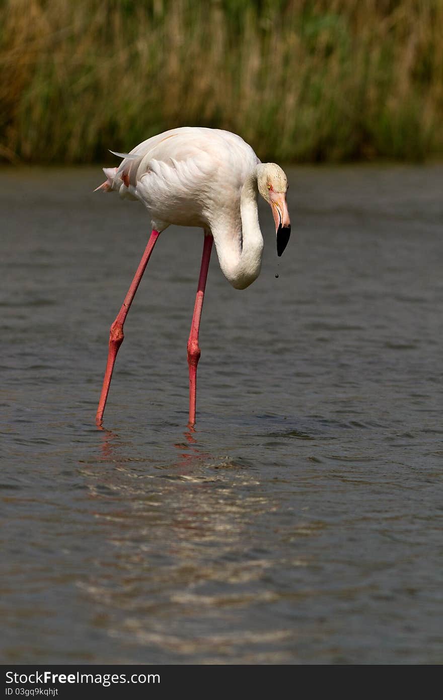 A pink flamingo in the water