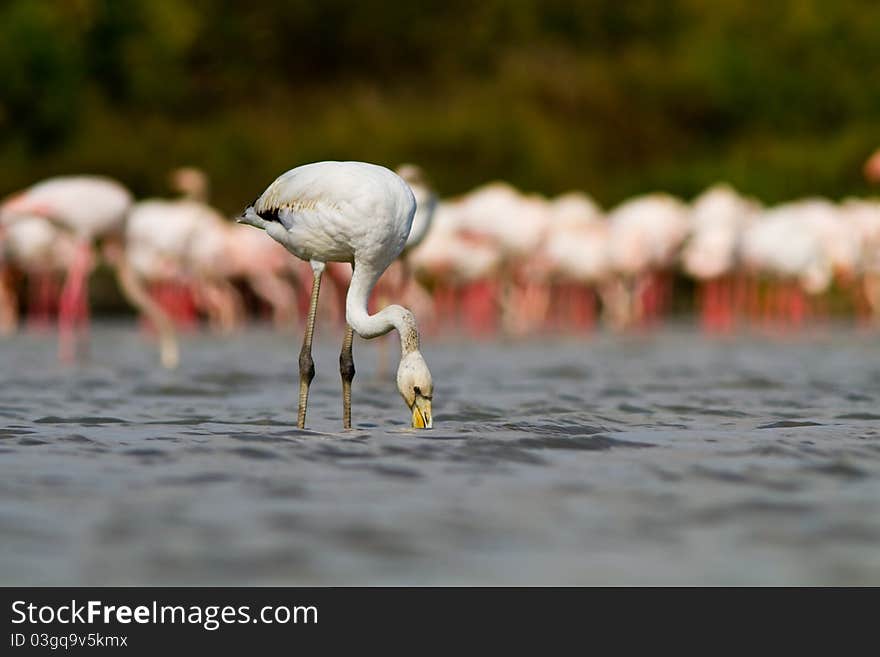 Young pink flamingo in the water