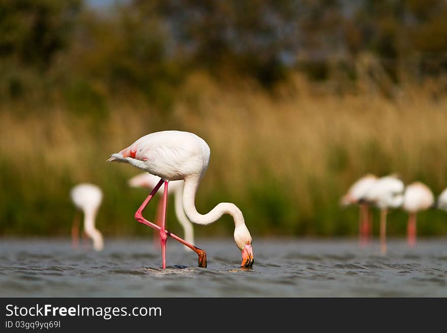 A pink flamingo in the water