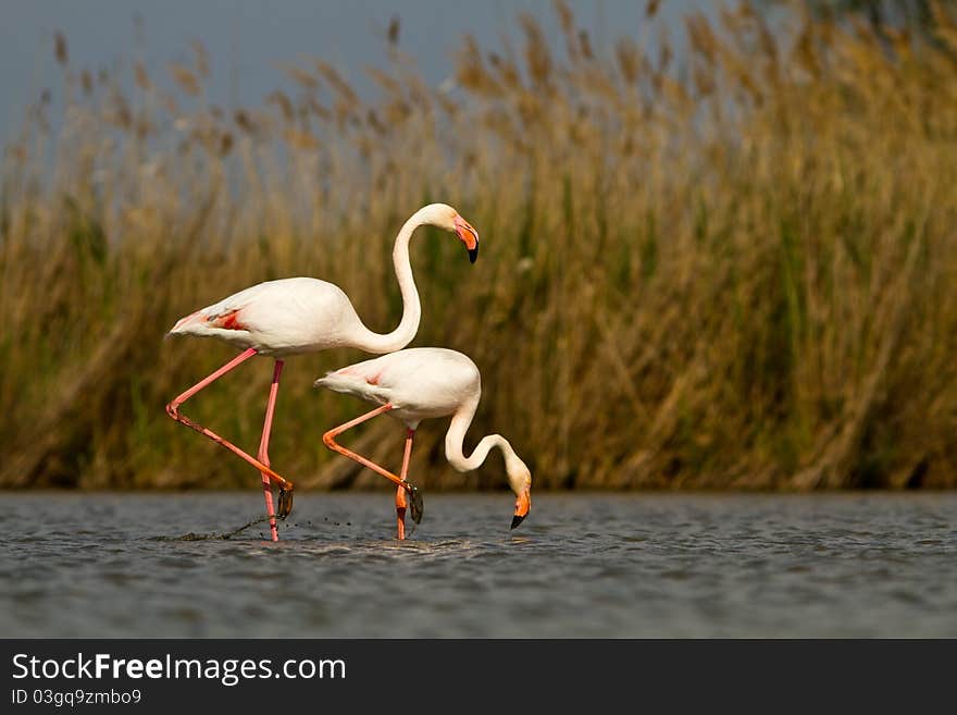 Pink flamingos in the water