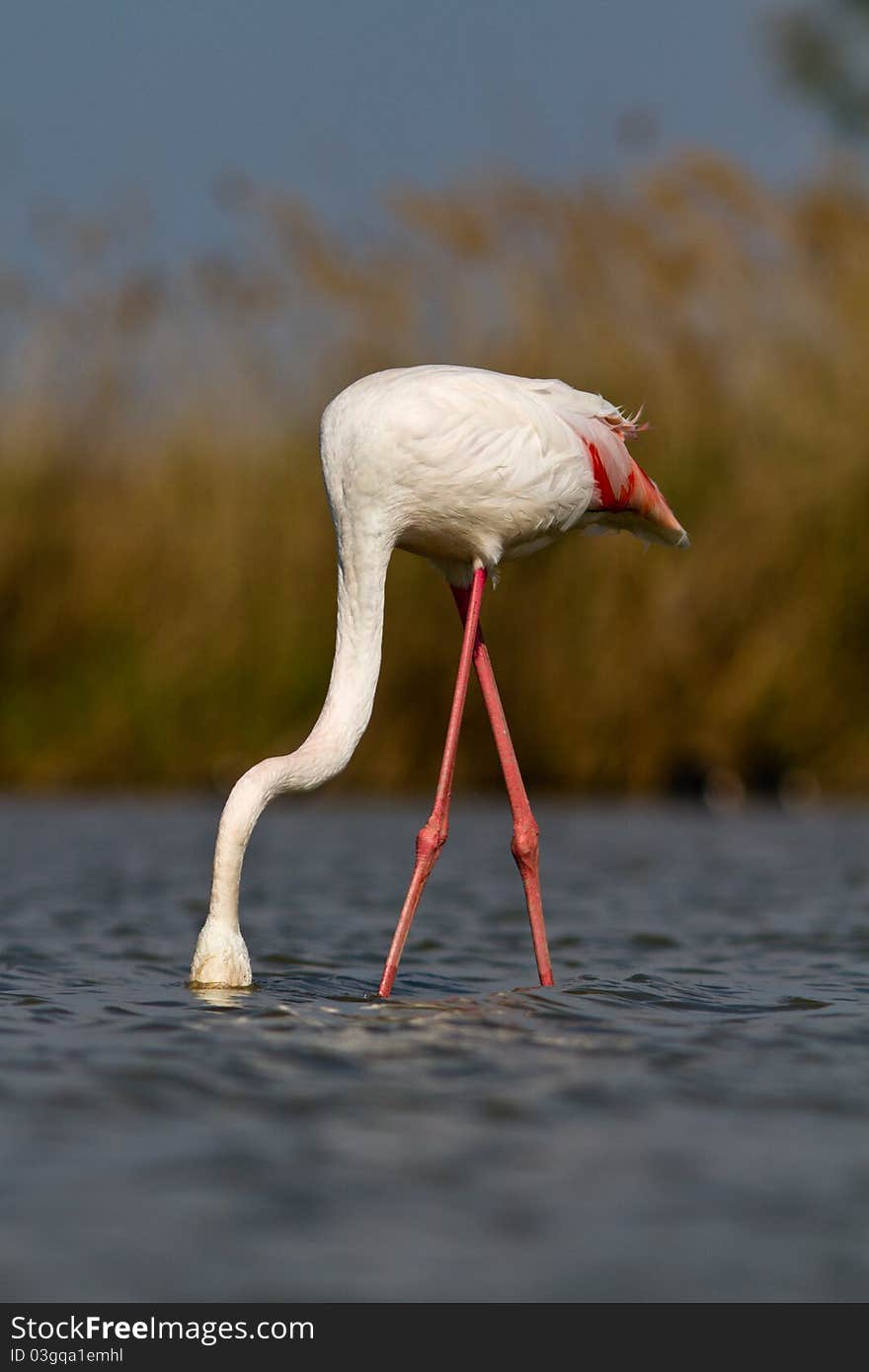 A pink flamingo in the water