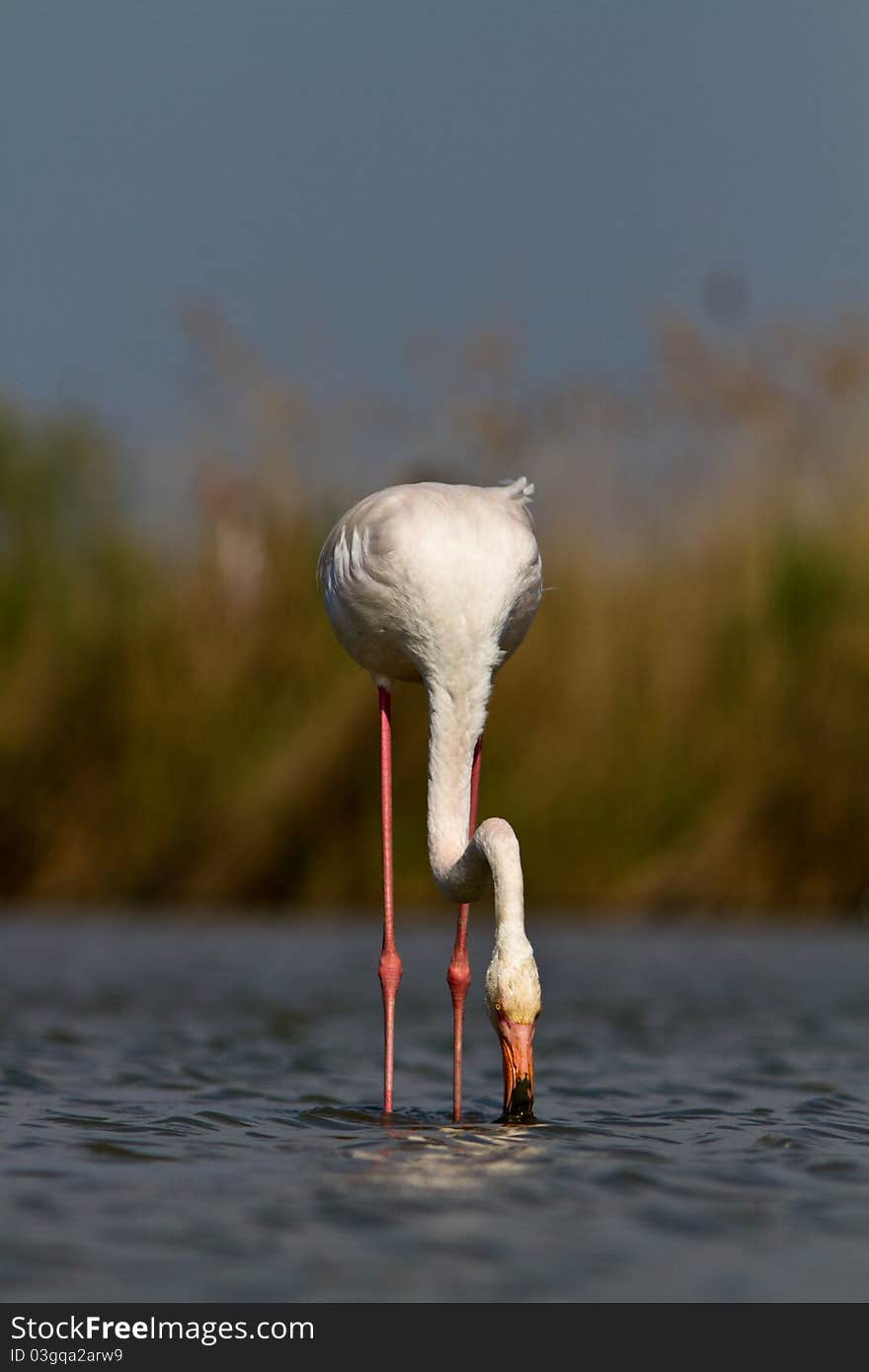 A pink flamingo in the water