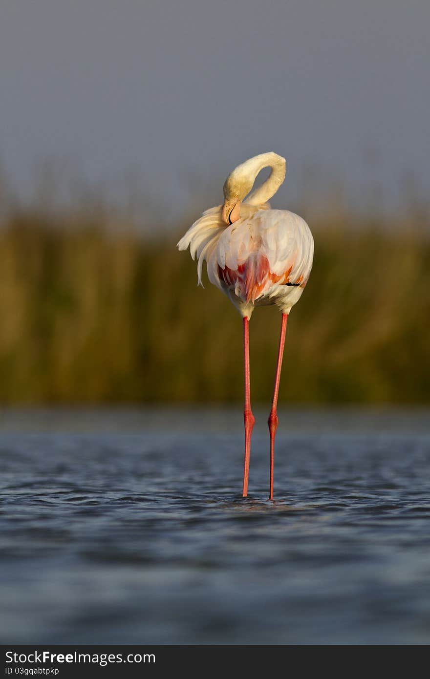 A pink flamingo in the water