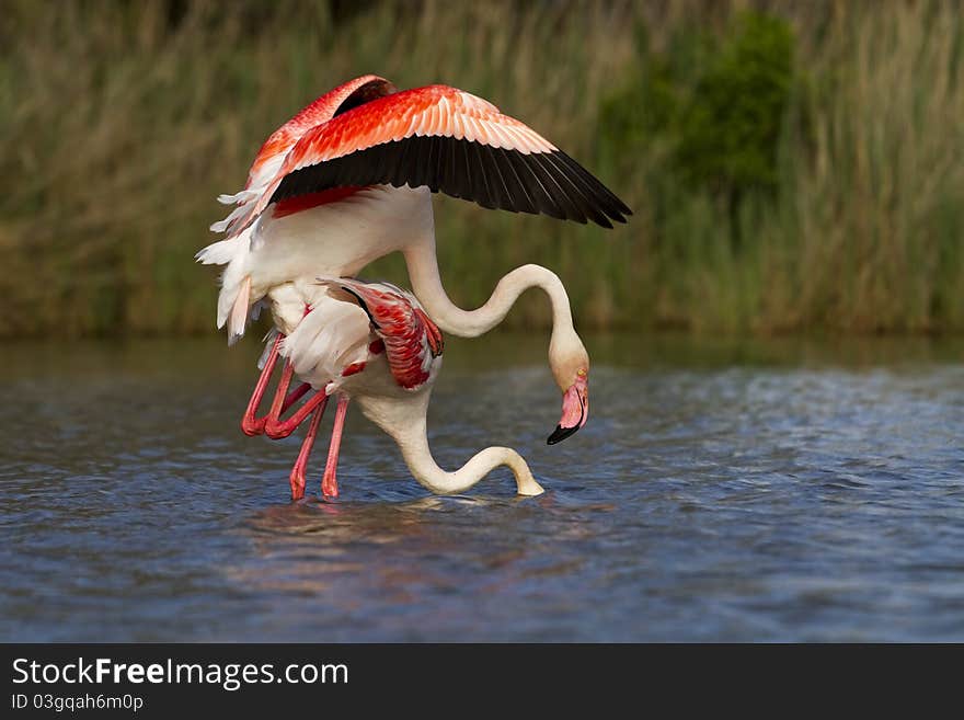 Two Greater Flamingosmating in the water