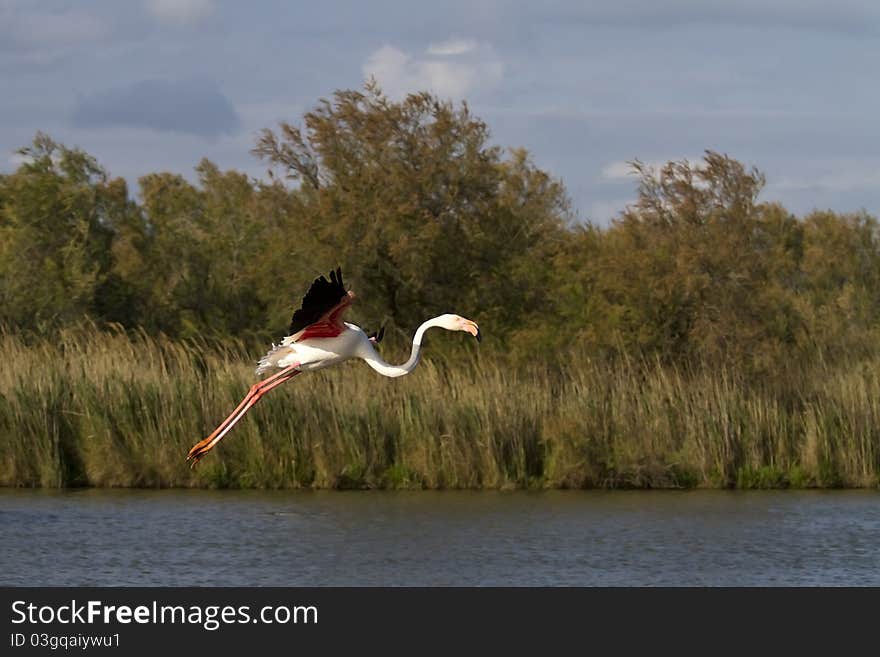 Flying Greater Flamingo from the Camargue (France)