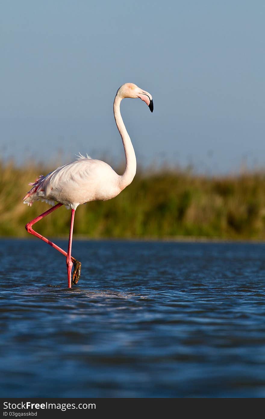 A pink flamingo in the water